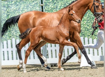 Westphalian, Mare, Foal (05/2026), Brown