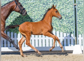 Westphalian, Mare, Foal (06/2026), Brown