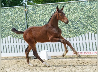 Westphalian, Mare, Foal (04/2026), Brown