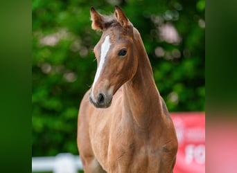 Westphalian, Mare, Foal (04/2026), Brown
