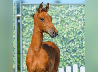 Westphalian, Mare, Foal (06/2026), Brown