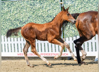 Westphalian, Mare, Foal (04/2026), Brown