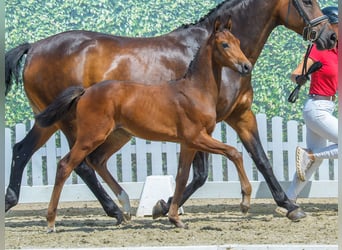 Westphalian, Mare, Foal (06/2026), Brown