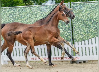 Westphalian, Mare, Foal (04/2026), Brown