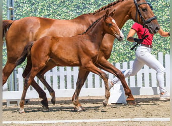 Westphalian, Mare, Foal (05/2026), Brown