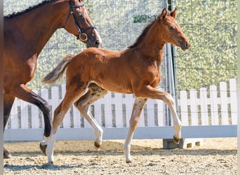 Westphalian, Mare, Foal (05/2026), Brown