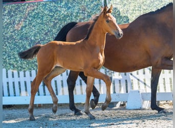 Westphalian, Mare, Foal (06/2026), Brown