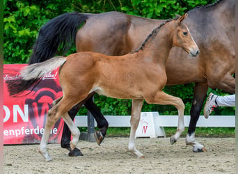 Westphalian, Mare, Foal (04/2026), Brown