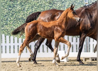 Westphalian, Mare, Foal (04/2026), Brown