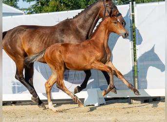 Westphalian, Mare, Foal (05/2024), Brown