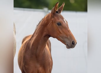 Westphalian, Mare, Foal (04/2024), Brown