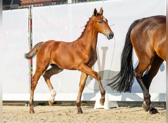 Westphalian, Mare, Foal (05/2024), Brown