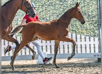 Westphalian, Mare, Foal (05/2025), Brown