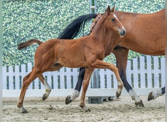 Westphalian, Mare, Foal (05/2025), Brown