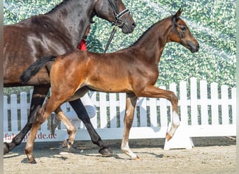 Westphalian, Mare, Foal (06/2025), Brown