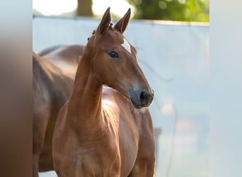 Westphalian, Mare, Foal (05/2024), Brown