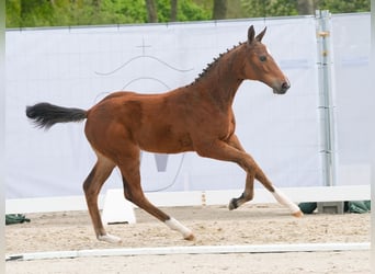 Westphalian, Mare, Foal (01/2024), Brown