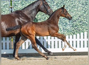 Westphalian, Mare, Foal (06/2025), Brown