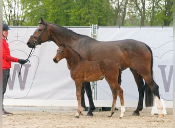 Westphalian, Mare, Foal (03/2024), Brown