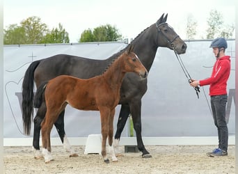 Westphalian, Mare, Foal (01/2024), Brown