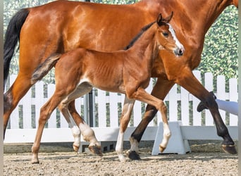 Westphalian, Mare, Foal (05/2025), Brown