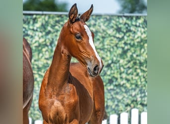 Westphalian, Mare, Foal (05/2025), Brown