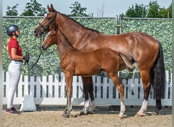 Westphalian, Mare, Foal (05/2025), Brown
