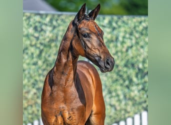 Westphalian, Mare, Foal (06/2025), Brown