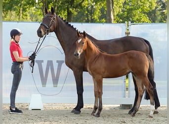 Westphalian, Mare, Foal (05/2024), Brown