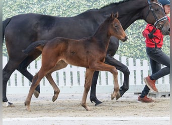Westphalian, Mare, Foal (02/2026), Brown