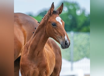 Westphalian, Mare, Foal (05/2025), Brown
