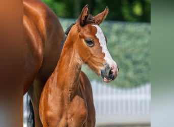 Westphalian, Mare, Foal (05/2025), Brown