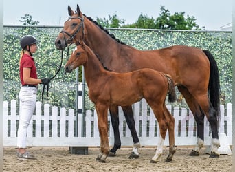 Westphalian, Mare, Foal (05/2025), Brown