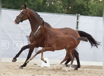 Westphalian, Mare, Foal (06/2024), Brown