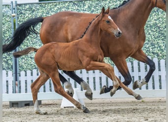 Westphalian, Mare, Foal (05/2025), Brown