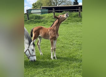 Westphalian, Mare, Foal (03/2025), Brown