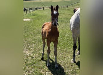 Westphalian, Mare, Foal (03/2025), Brown