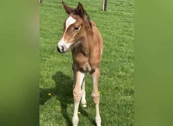 Westphalian, Mare, Foal (03/2025), Brown