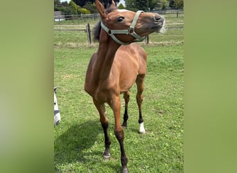Westphalian, Mare, Foal (03/2025), Brown