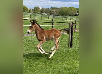 Westphalian, Mare, Foal (03/2025), Brown