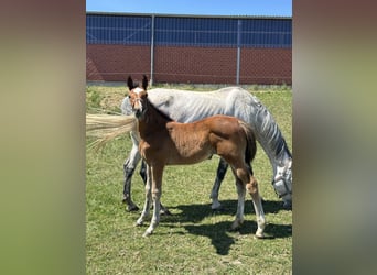 Westphalian, Mare, Foal (03/2025), Brown