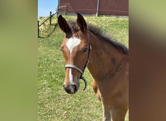 Westphalian, Mare, Foal (03/2025), Brown
