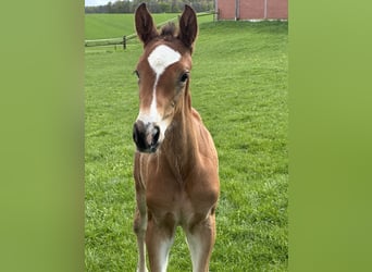 Westphalian, Mare, Foal (03/2025), Brown