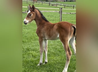 Westphalian, Mare, Foal (03/2025), Brown