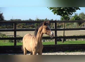 Westphalian, Mare, Foal (04/2026), Buckskin
