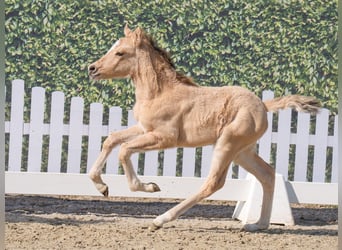 Westphalian, Mare, , Buckskin