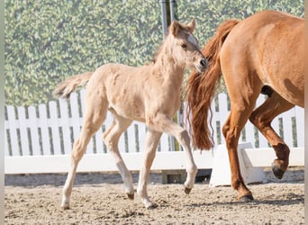 Westphalian, Mare, , Buckskin