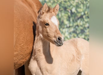 Westphalian, Mare, , Buckskin