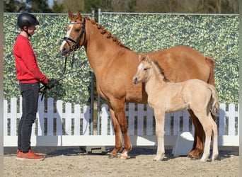 Westphalian, Mare, , Buckskin