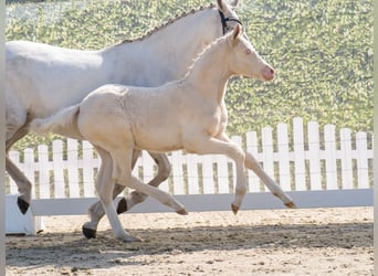 Westphalian, Mare, , Can be white